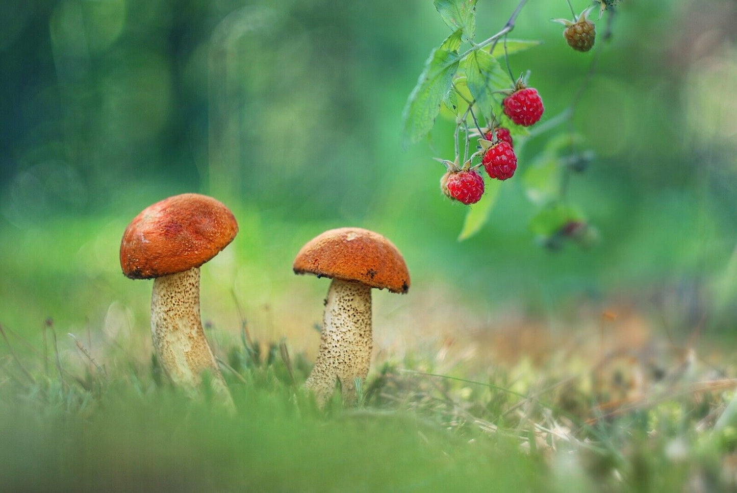 Carl Zeiss Biotar red T Replica Helios 44M 58mm f/2 portrait lens Bokeh King